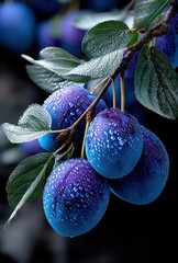 Fresh and Juicy Plums on a Branch Covered in Water Droplets with Lush Green Leaves in a Blue and Purple Color Palette