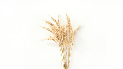 Fototapeta premium A beautiful display of golden wheat stalks arranged on a clean white background for design.