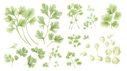 Illustration featuring whole coriander leaves and seeds, isolated on a clean white background, perfect for culinary designs.