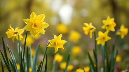 Vibrant yellow daffodils bloom brightly in a lush green field bathed in warm sunlight creating a cheerful sp scene.