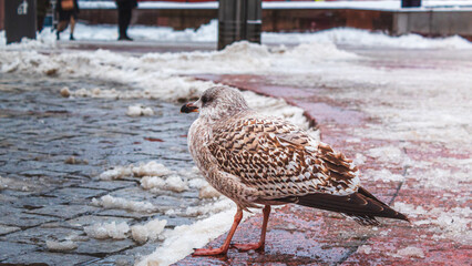 Scene of a seagull on an icy sidewalk during winter in Oslo, Norway.