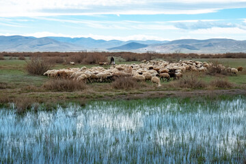 A shepherd herding sheep on a wet plain