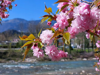 Japanese cherry is flowering - pink branch. Mozyr gaj. Slovenia