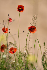 Fototapeta premium Red Poppies and Seedpods Blooming