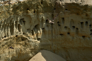 Sand Martins at Nesting Cliff
