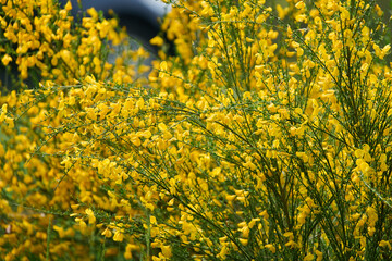 Common Broom Blooming in Spring
