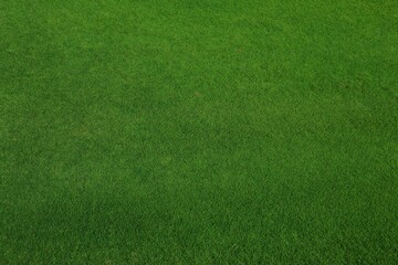 Green golf course grass texture