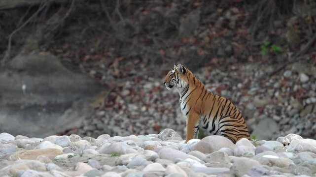 Royal Bengal Tiger sitting on a river