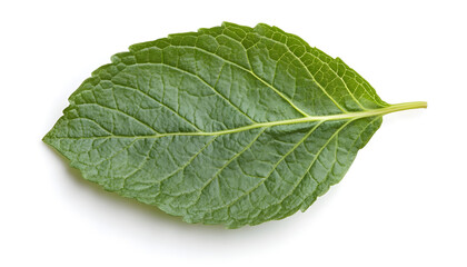 Obraz premium Fresh green mint leaf isolated on white