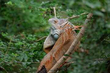 Iguana on tree