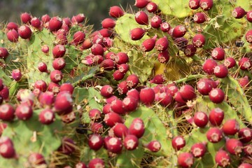 Prickly pear fruit in Fuerteventura