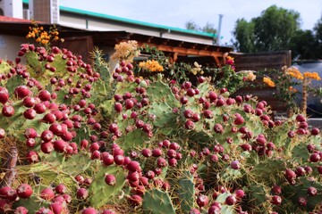 Prickly pear fruit in Canary Islands