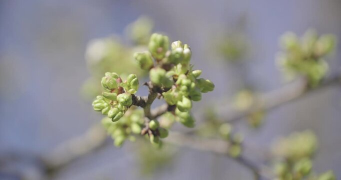bourgeons de cerisier
