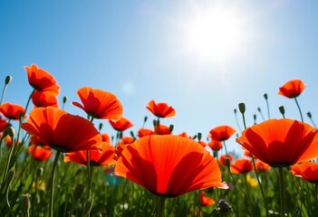 Fototapeta premium Vibrant poppy heads in a sunlit spring meadow against a clear blue sky, ample copy space, spring background, beautiful