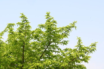 Alangium salvifolium or sage leaved alangium tree. It is is a flowering plant in the Cornaceae family. Tree in forest. Nature background. 
