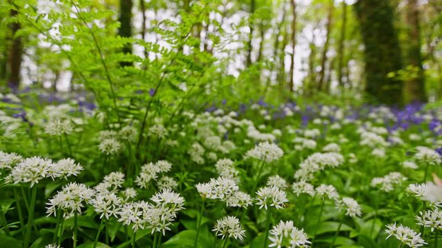 Green woodland filled with white wild garlic flowers and purple bluebells, springtime