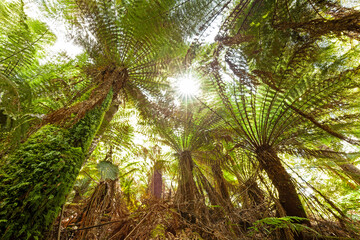 Wilder Farnwald im Südwesten Tasmaniens