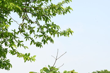 Alangium salvifolium or sage leaved alangium tree. It is is a flowering plant in the Cornaceae family. Tree in forest. Nature background. 
