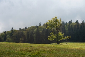 Hala Jaworowa w Beskidzie Śląskim niedaleko Szczyrk Salmopol, wiosenny poranek. 