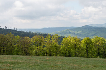 Fototapeta premium Hala Jaworowa w Beskidzie Śląskim niedaleko Szczyrk Salmopol, wiosenny poranek. 