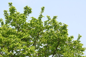 Alangium salvifolium or sage leaved alangium tree. It is is a flowering plant in the Cornaceae family. Tree in forest. Nature background. 