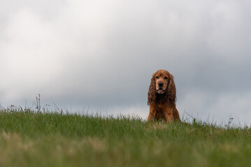 Cocker spaniel angielski na tle nieba, portret. 