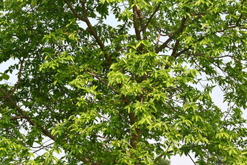 Obraz premium Alangium salvifolium or sage leaved alangium tree. It is is a flowering plant in the&nbsp;Cornaceae&nbsp;family. Tree in forest. Nature background. 