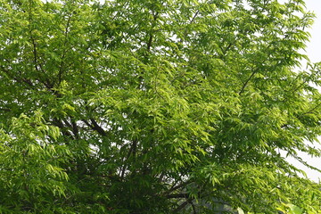Alangium salvifolium or sage leaved alangium tree. It is is a flowering plant in the Cornaceae family. Tree in forest. Nature background. 