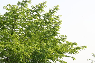 Alangium salvifolium or sage leaved alangium tree. It is is a flowering plant in the Cornaceae family. Tree in forest. Nature background. 