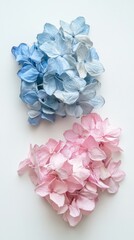 Obraz premium Two Hydrangea Flower Heads Blue and Pink Arrangement Flat Lay on White Background Floral Still Life
