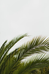 Palm Fronds Overhead Capturing Calm and Minimal Tropical Vibes