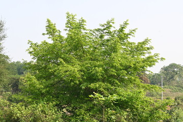 Fototapeta premium Alangium salvifolium or sage leaved alangium tree. It is is a flowering plant in the&nbsp;Cornaceae&nbsp;family. Tree in forest. Nature background. 