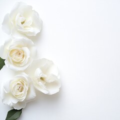 Delicate white roses arranged on a plain background (1)