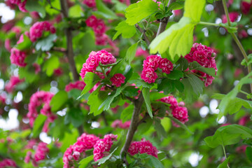 pink flowers in the garden