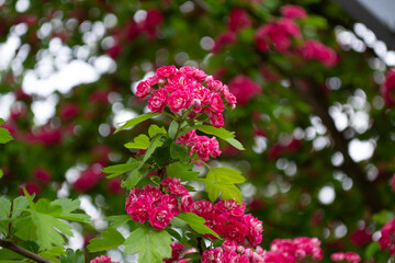 pink hydrangea flowers