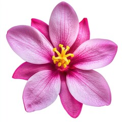 Fototapeta premium Isolated pink flower blossom against white backdrop close up studio shot vibrant petals and yellow stamen floral beauty