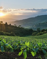 Tobacco field at sunset in mountainous region of Uganda Africa aerial view landscape agriculture farming rural scene