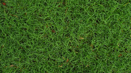 Grass background at football field