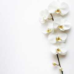 Obraz premium Elegant white orchid arrangement against a pristine white backdrop. Delicate blossoms and stems, showcasing a tranquil and graceful beauty
