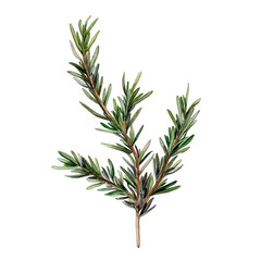 Fototapeta premium Rosemary sprig art abstract colorful lines background design