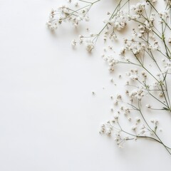 Delicate white flowers on a plain background (28)