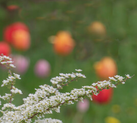 Branches of blooming spirea against the background of defocused tulips in a spring garden