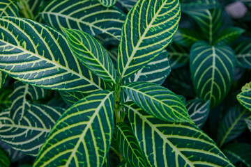 A beautiful of variegated leaf on plant 