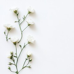 Delicate white flowers on a plain background (15)