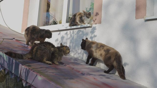 four cats sitting together, gathering of cats, cats on the roof sitting, cat love
