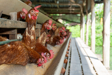 Chicken eggs are laid ona  farm	
