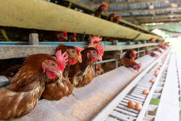 Chicken eggs are laid ona  farm	
