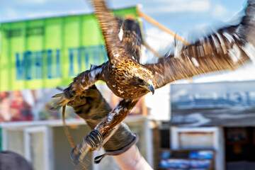 The Golden Eagle of Mongolia