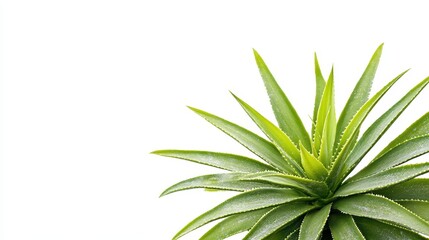 Fototapeta premium Fresh green aloe vera plant isolated against a clean white background. Use it for wellness, beauty, or natural medicine product design.