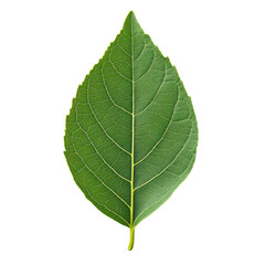 Obraz premium Single Green Leaf Isolated